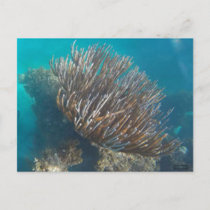 CORAL #1 POSTKARTE