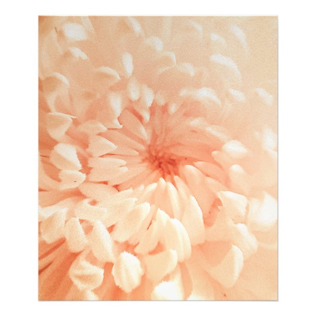 Coral Chrysanthemum Fotodruck (Vorne)