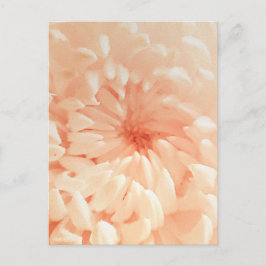 Coral Chrysanthemum Postkarte