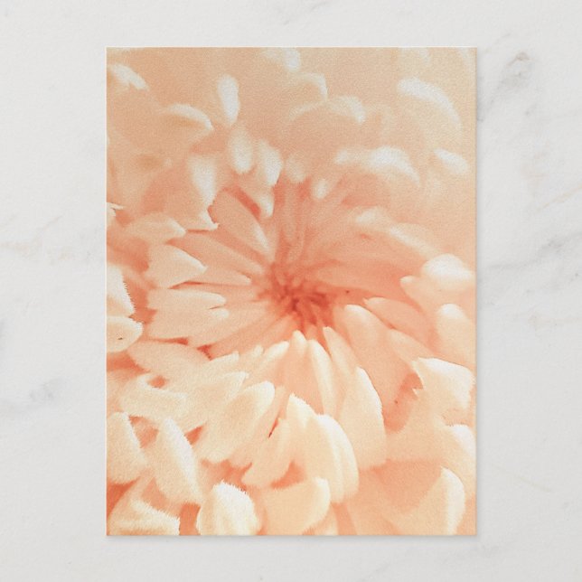 Coral Chrysanthemum Postkarte (Vorderseite)