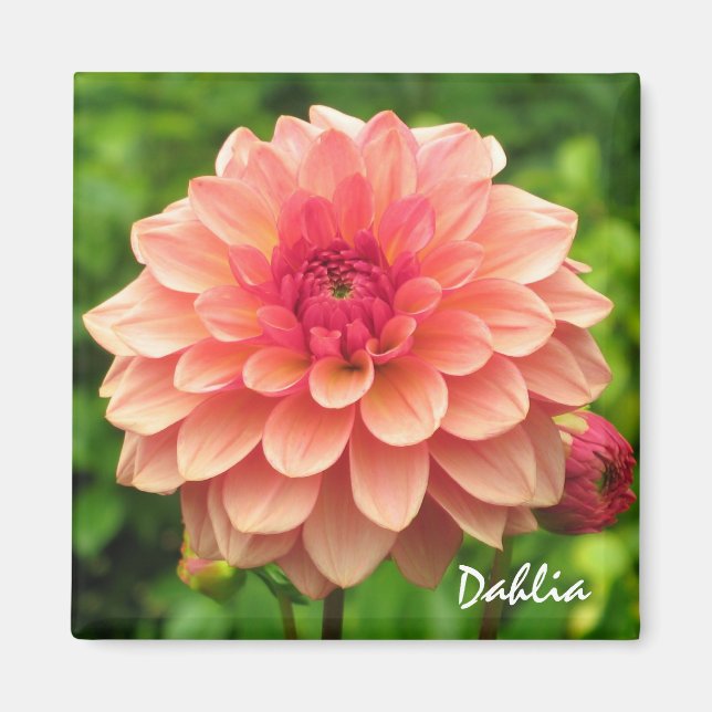 Coral Dahlia Magnet (Vorne)