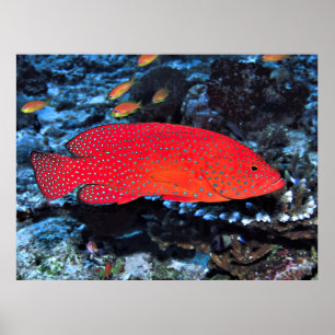 Coral Hind Poster