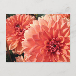 Coral Orange Dahlia Postkarte