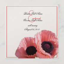 Coral Pink Poppies