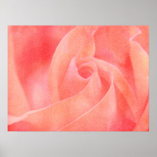Coral Pink Rose Blumenfotografie Poster
