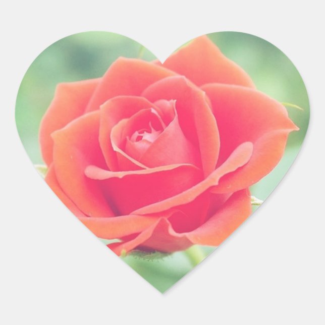 Coral Pink Rose Herz-Aufkleber (Vorderseite)