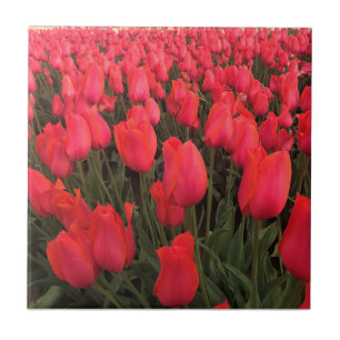 Coral Pink Tulips Fliese