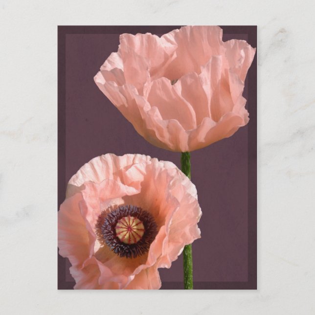 Coral Poppies Postkarte (Vorderseite)