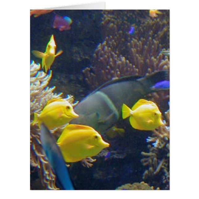 Coral reef fish (Devant)