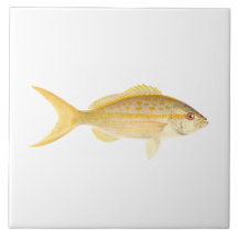 Coral Reef Fish - Yellowtail Snapper