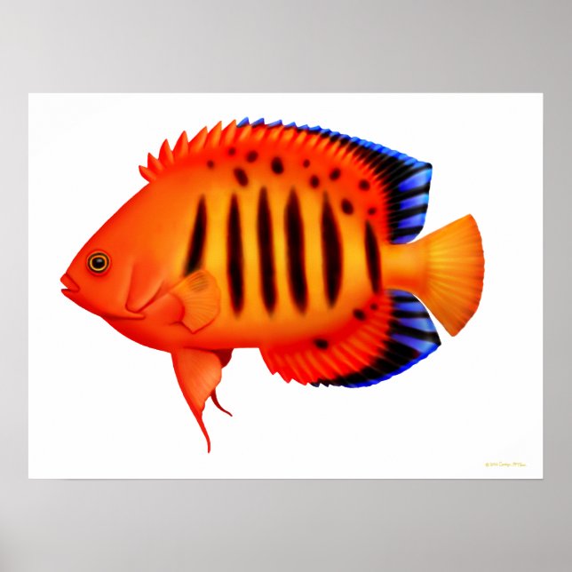 Coral Reef Flame Angelfish Poster (Vorne)