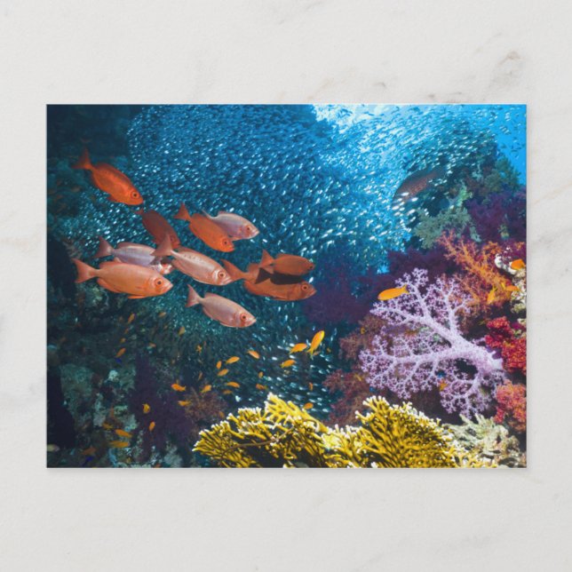 Coral Reef Landschaft | Großauge oder Goggle-Auge Postkarte (Vorderseite)