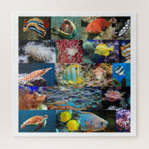 Coral Reef Marine Life Fotos, Alter 11, 676 Stk.
