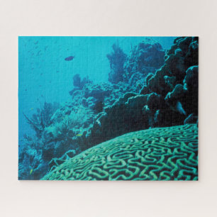 Coral Reef Oasis