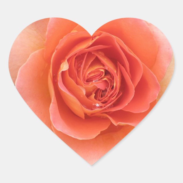 Coral Rose Heart Sticker (Vorderseite)