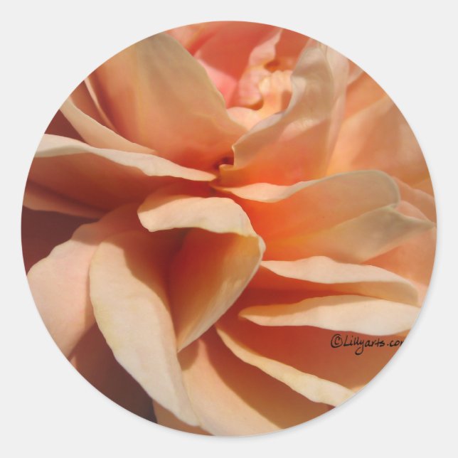 Coral Rose Wedding Umschlag Aufkleber (Vorderseite)