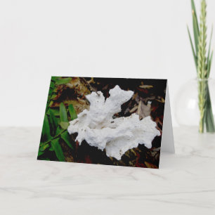 Coral Shelf Fungus Note Card Feiertagskarte