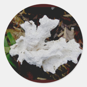 Coral Shelf Fungus Stickers