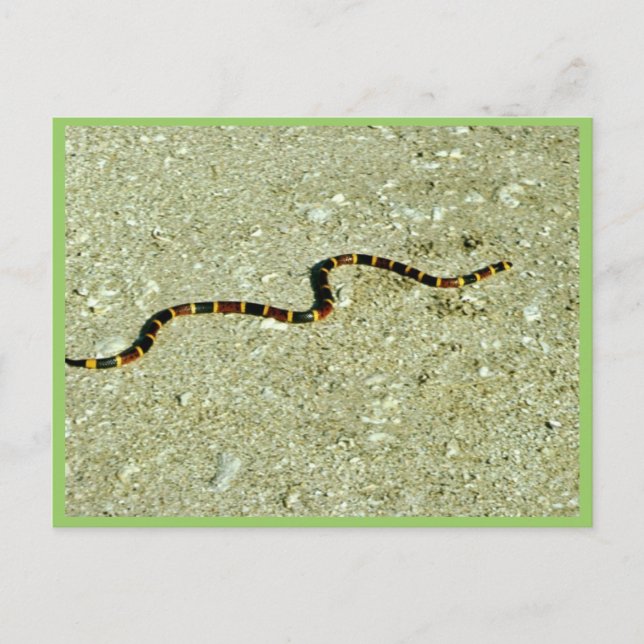 Coral Snake Postkarte (Vorderseite)