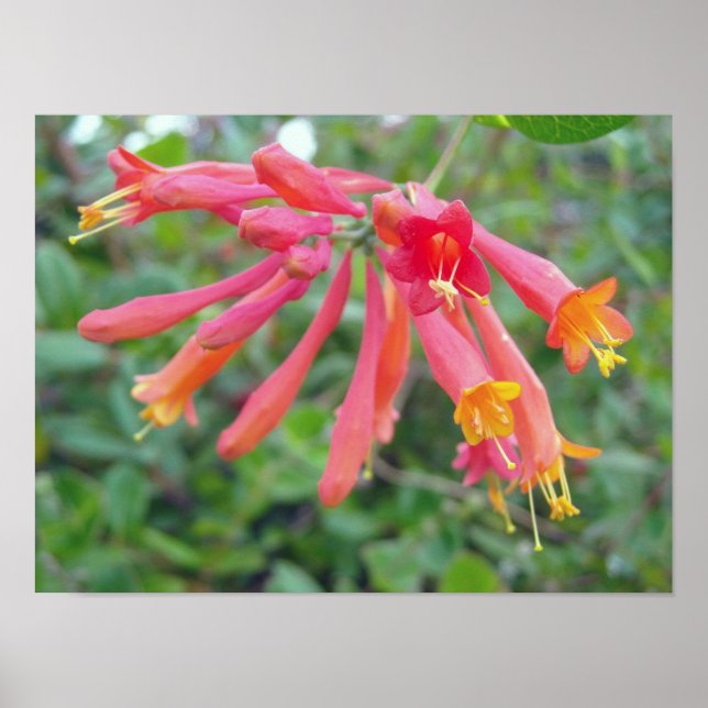 Coral Trumpet Honeysuckle Foto Geschenke Poster (Vorne)