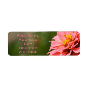 Coral zinnia Blume