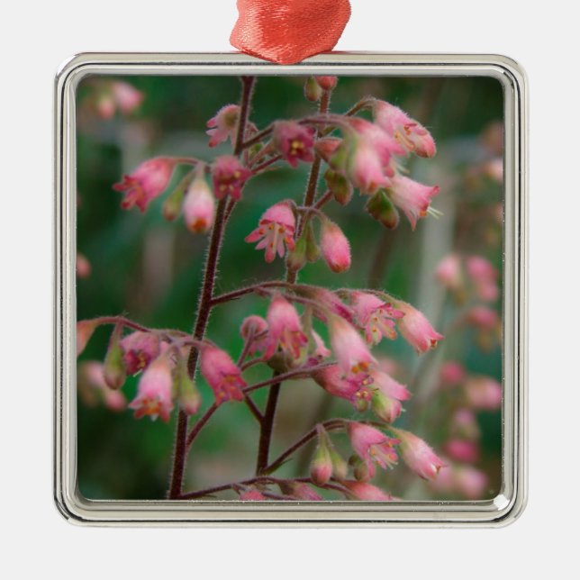 Coralbell-Blume Silbernes Ornament (Vorne)