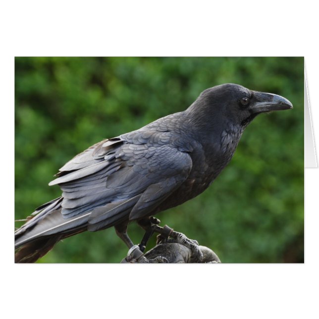 Corbeau du Nord (Devant horizontal)