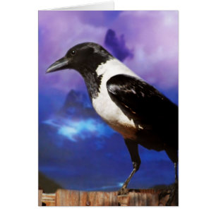 Corbeau sur une clôture