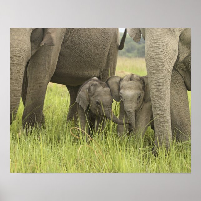 Corbett National Park, Uttaranchal, Indien. Poster (Vorne)