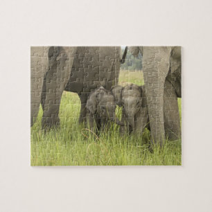 Corbett-Nationalpark, Uttaranchal, Indien.