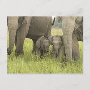 Corbett Nationalpark, Uttaranchal, Indien Postkarte