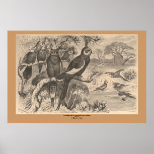 Corella Poster