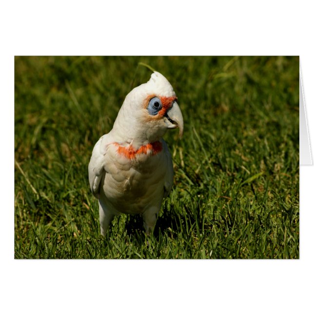 Corella-Schnabelvogelfedern, die australischen (Vorderseite (Horizontal))
