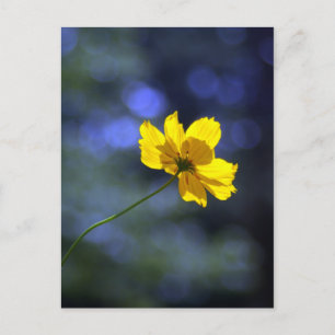 Coreopsis Postkarte