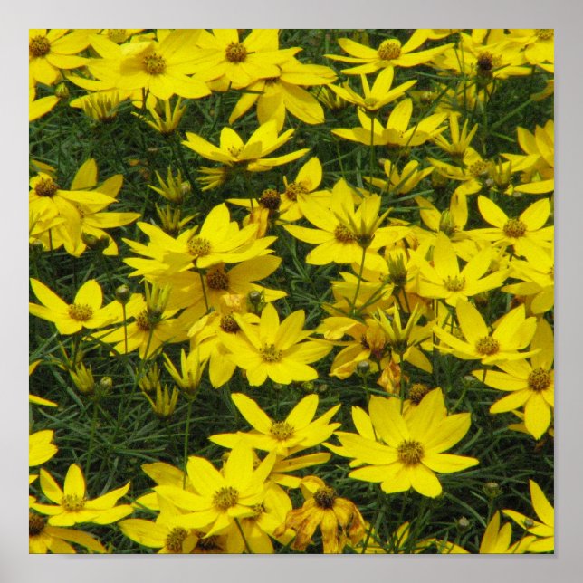 Coreopsis Print Poster (Vorne)