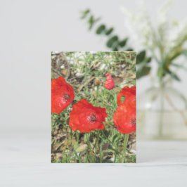 Corfu Red Poppies Postkarte