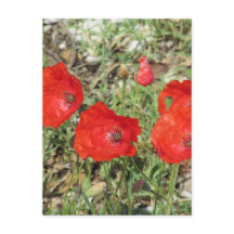Corfu Red Poppies