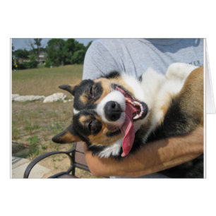 Corgi Chien mignon et souriant
