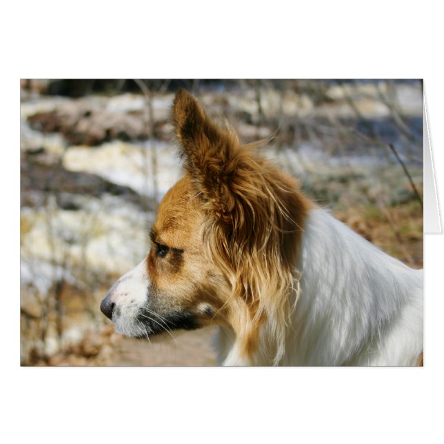 Corgi de Gallois de cardigan (Devant horizontal)