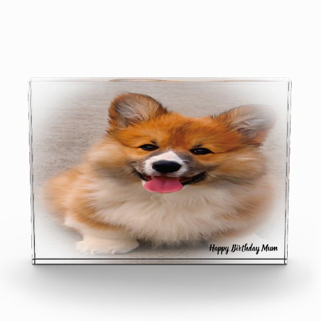 Corgi Dog. Fotoblock (Vorderseite)
