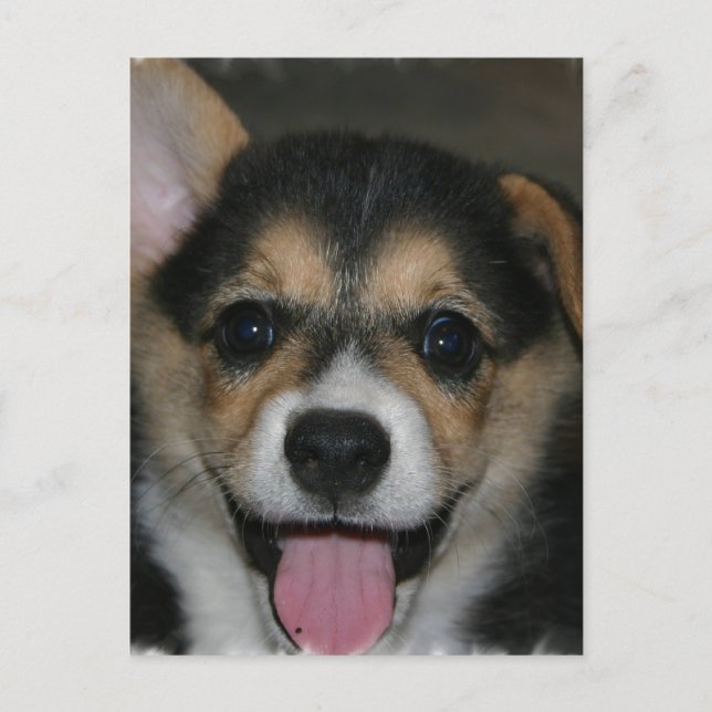 Corgi Dog Postcard Postkarte (Vorderseite)