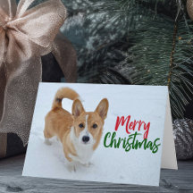 Corgi Frory Christmas Dog in Snow Foto Holiday
