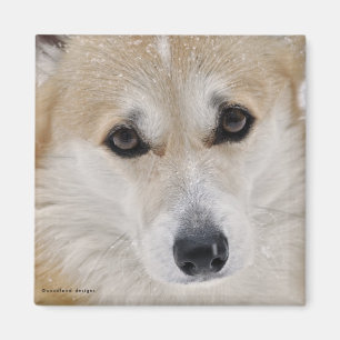 Corgi-Gesichts-Magnet Magnet