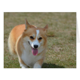 Corgi heureux
