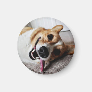 Corgi Magnet