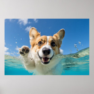 Corgi Pet Hund Tierspass Wasser spielen Poster