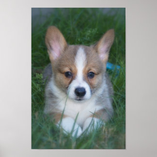 Corgi Poster