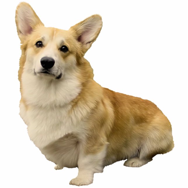 Corgi-Weihnachtsverzierung Fotoskulptur Ornament (Vorne)