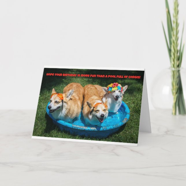 Corgis dans une carte d'anniversaire de piscine (Devant)