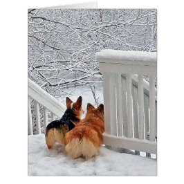 Corgis im Schnee